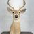 Taxidermy Deer Head Mount